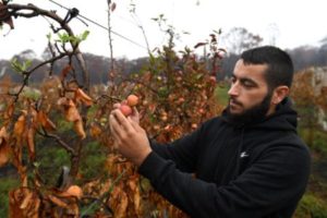 James Tadrosse inspects burnt apple trees at his family's fruit farm in Bilpin, Australia. James stayed to protect the family farm, the Bilpin Fruit Bowl, when the Gospers Mountain Fire affected the town on 21 December 2019. The fire destroyed around 6000 fruit trees, causing an estimated damage for one million US dollar. EPA