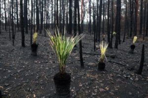 Heavy rains bring relief to Australia's fire-stricken east Severe storms forecast to continue in many regions of New South Wales and Queensland that have not seen rain for years  Plants grow back from the ashes of a bushfire-affected forest in Bilpin, Australia. The Gospers Mountain Fire reached the town of Bilpin on 21 December 2019. EPA