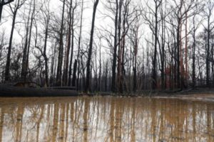 View of a burn bushland in Bilpin, Australia. The Gospers Mountain Fire reached the town of Bilpin on 21 December 2019. EPA