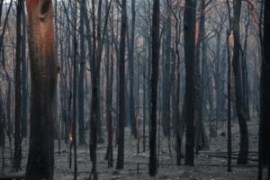 View of a burn bushland in Bilpin, Australia. The Gospers Mountain Fire reached the town of Bilpin on 21 December 2019. EPA