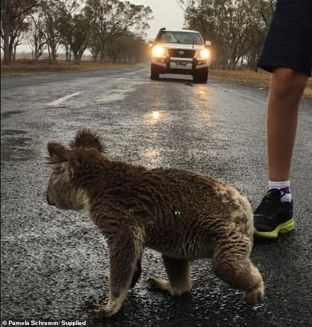 The koala was seen walking around to different puddles and licking the water following a downfall