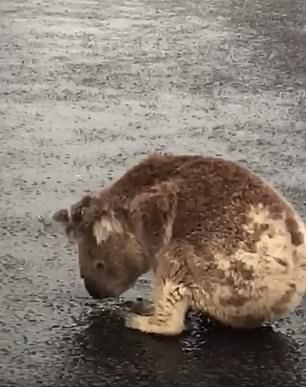 Pamela Schramm feared the koala might have been injured