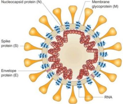 Structure Of Coronavirus